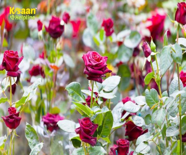 गुलाब की वैज्ञानिक तरीके से उन्नत खेती, उत्पादन एवं व्यापारिक लाभ